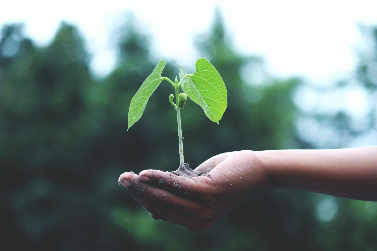 hand holdeing a seedling