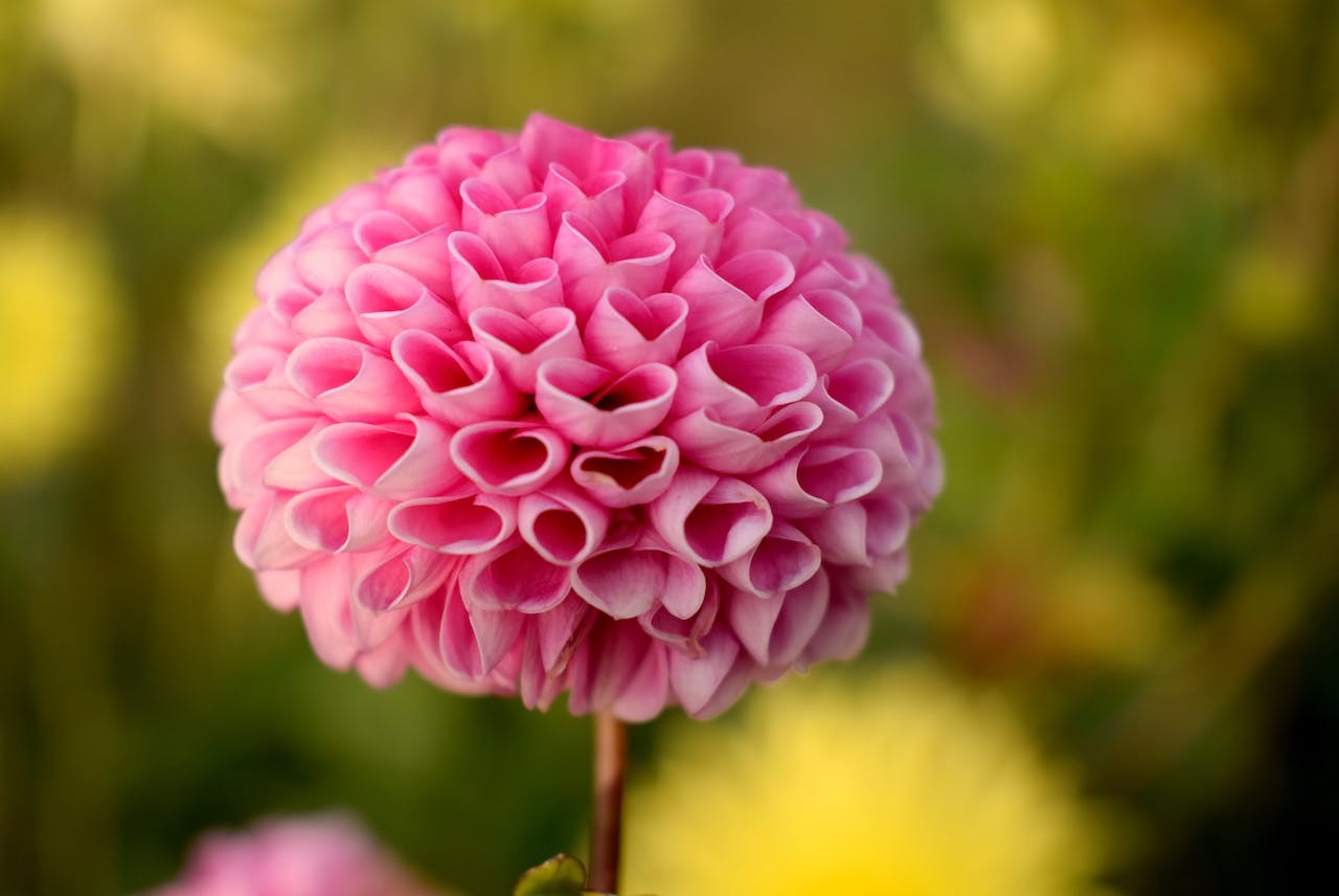 close up of pink flower